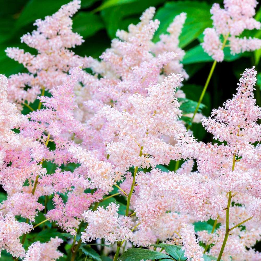 Silverastilbe 'Europa' (Astilbe)